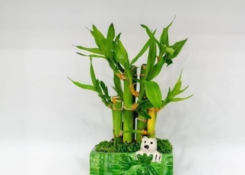 五种花天热特别能喝水,缺水叶子就发黄枯萎,别怕浇水多