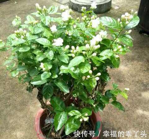茉莉进入花期,学会这个技巧,花苞咕噜冒,花开一茬又一茬
