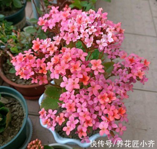 11月长寿不长花苞？给它做好“3件事”，枝条顶部全是花