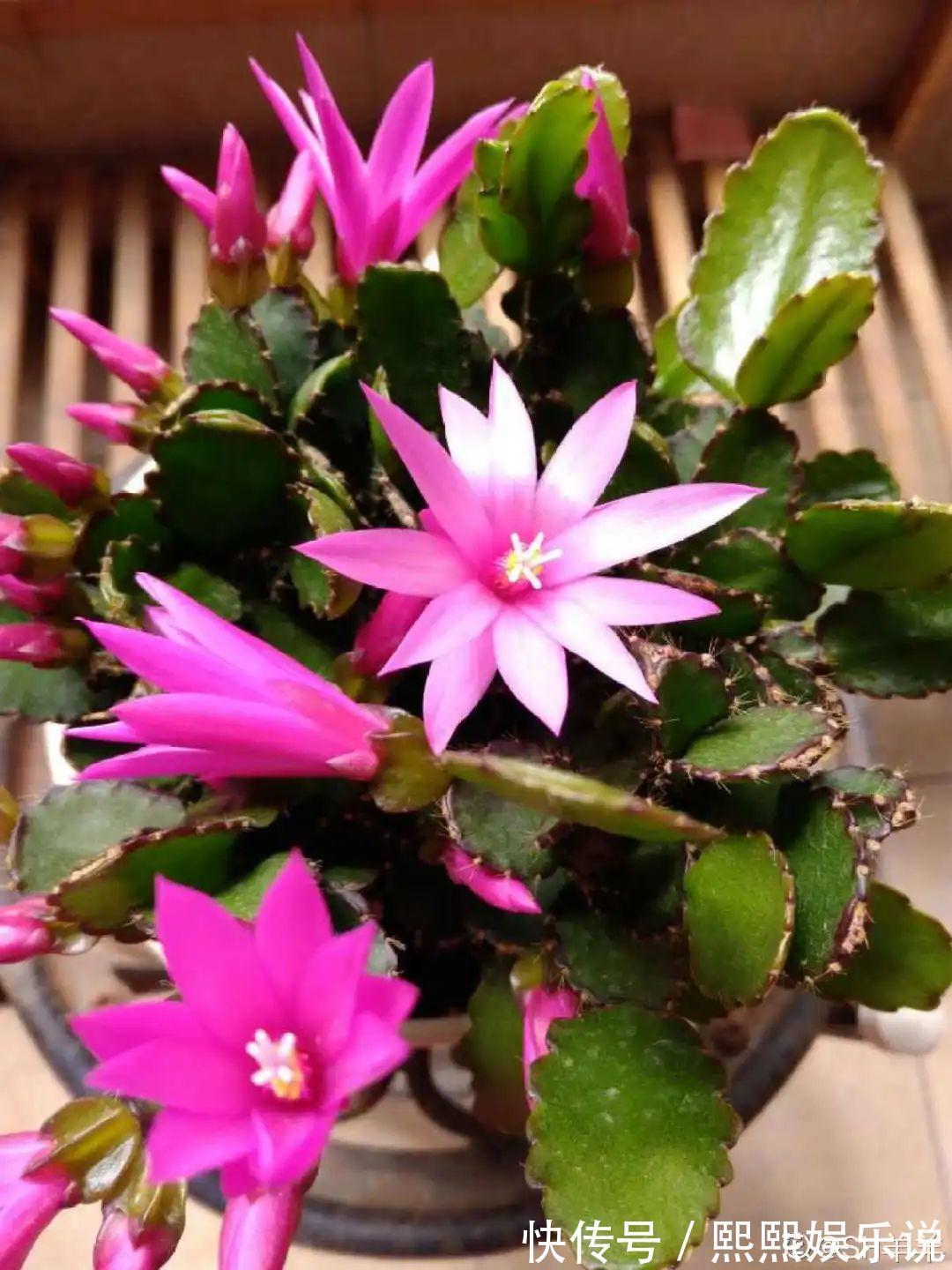 1种花不是真昙花，1次能开上百朵，比蟹爪兰美，怪不得都去抢假货