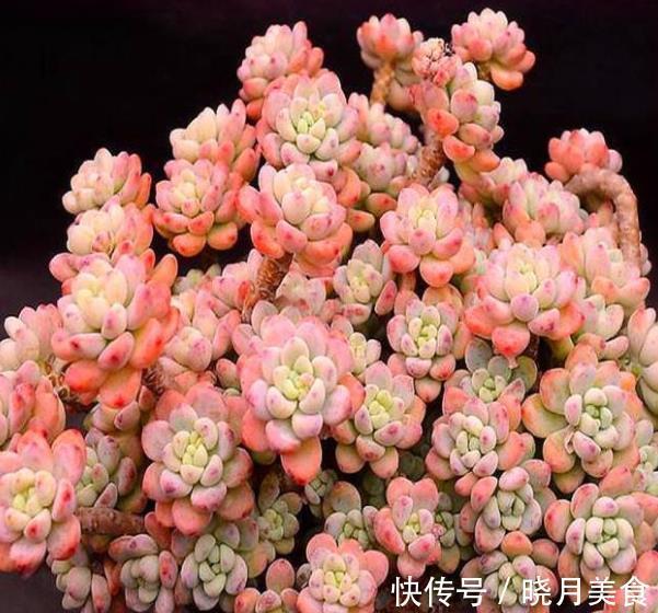 盘点7种易爆盆的多肉植物,轻轻松松养出一大盆,成就感满满