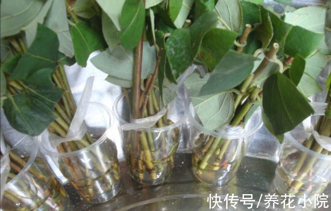 成活率|自制“生根水”,扦插花卉泡一下,生根速度快,成活率高