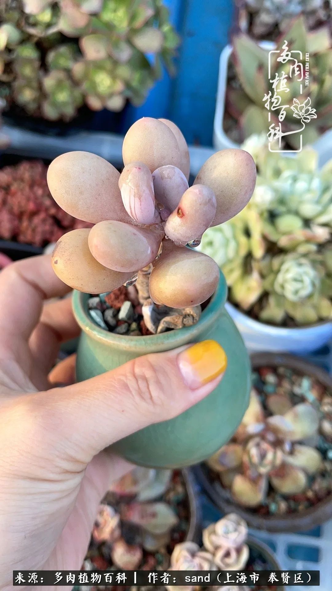 带着200多盆多肉，三个月搬两次家，是一种怎样的体验