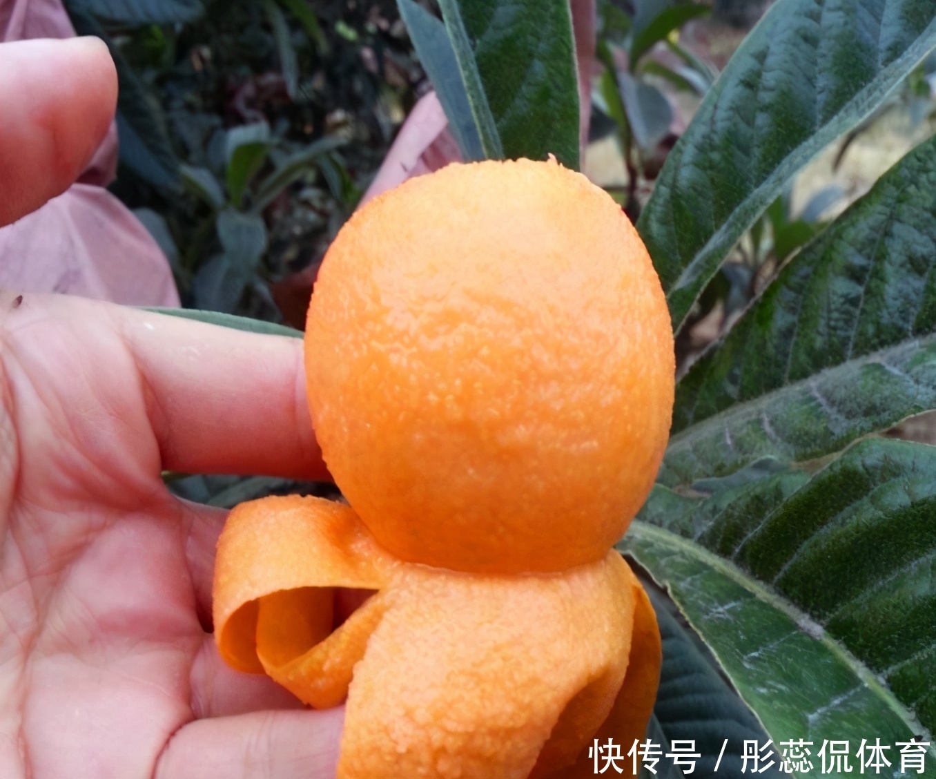 嫌弃|家里有院子,4种果树别嫌弃,好看好养活,比养花强