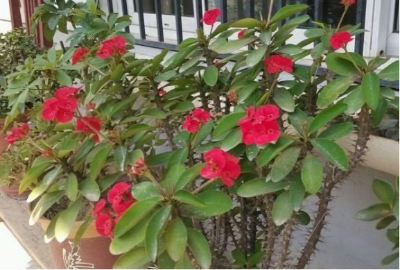 虎刺梅|越来越多人不养绿萝了,如今都流行这种花,好看又旺财,花繁叶茂