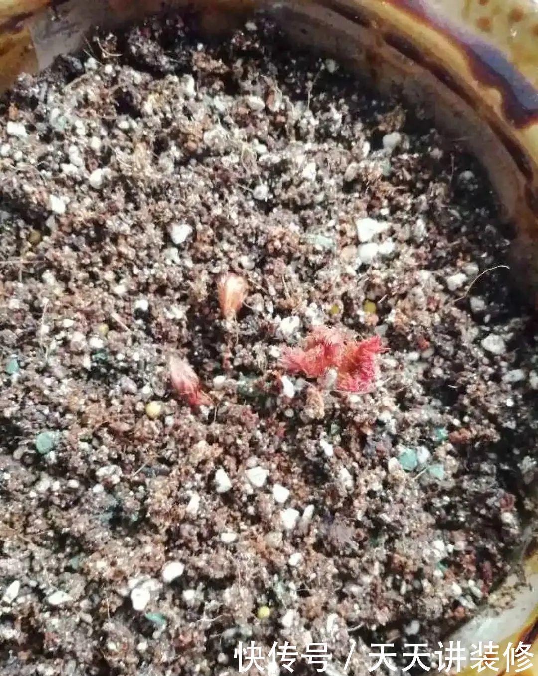 落新妇耐寒又耐阴,颜值高,气质佳,今年最流行!