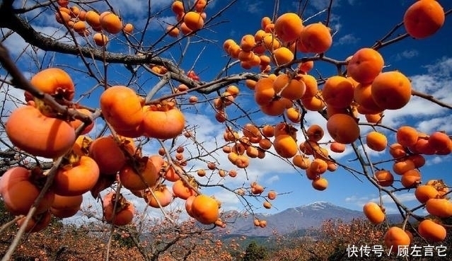 俗语|农村俗语:“一个柿子十副药”,有道理吗?老农告诉你答案!