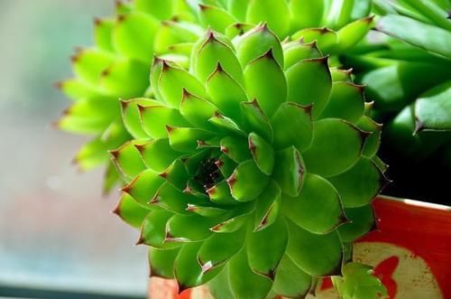 5月份养观音莲,顺着习性养,天热也可养出好状态