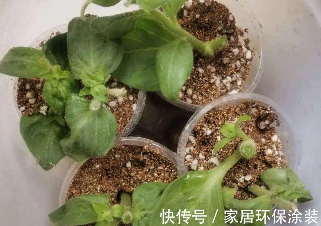 7种花养老桩不好,多扦插、养嫩苗,才能年年开花