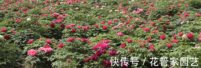 这六种花不怕冷,而且好养易活,冻一冻反而长得更好