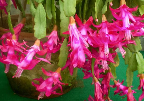 蟹爪兰|秋冬最适合盆栽蟹爪兰,满足3需求,一茬接着一茬往外窜花