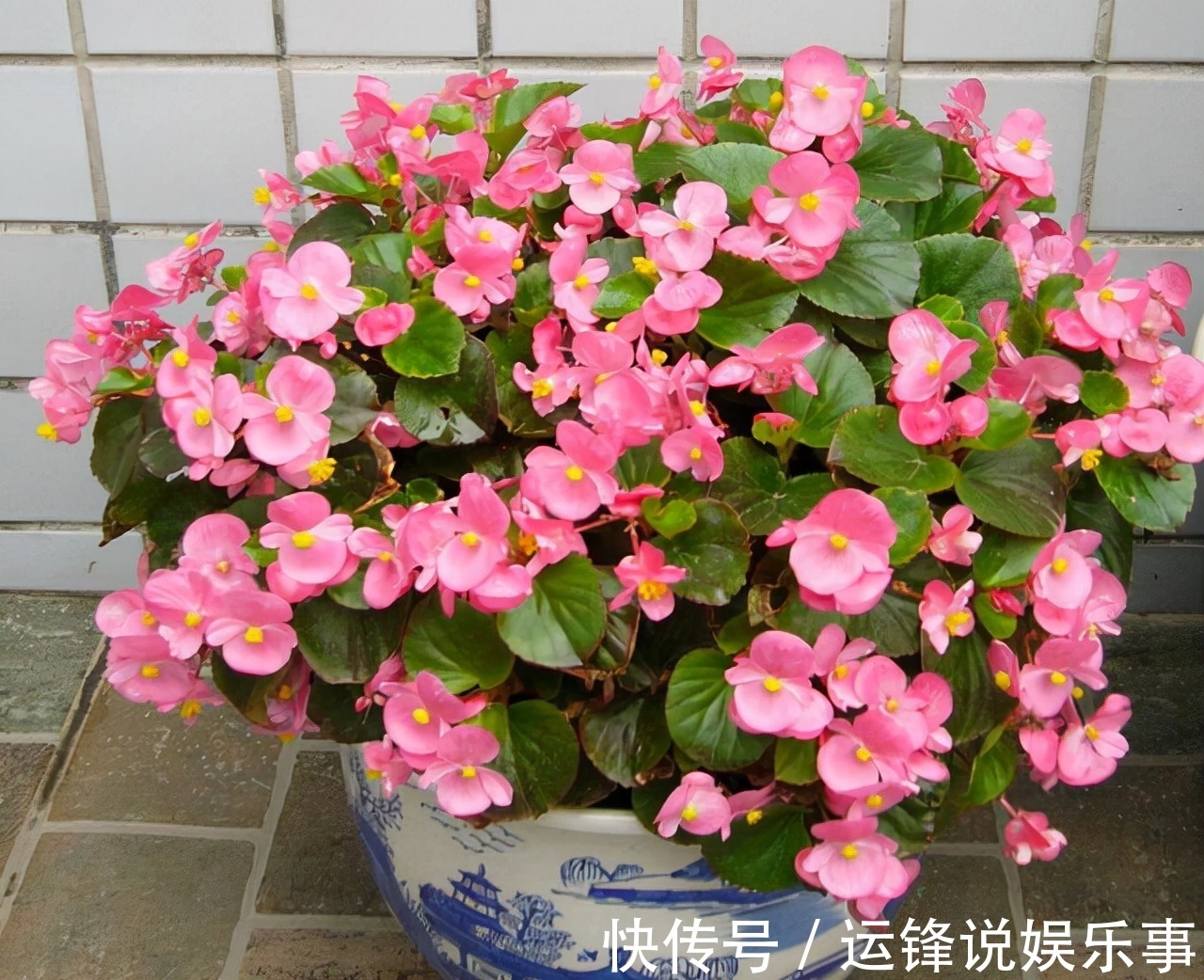 养护|6种花超耐阴,但凡有一丁点散射光,迅速爆满一屋子,美死了