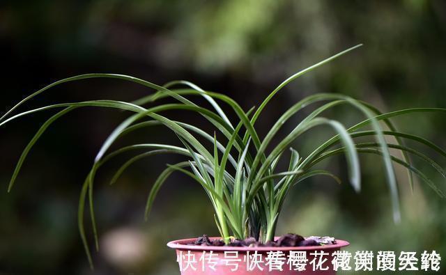兰叶|怎么判断兰花缺少氮磷钾?学会这三招,养不好兰花都难