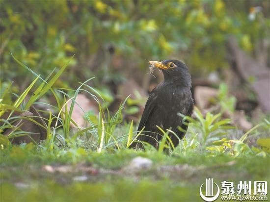 晋江|初夏 亲水观鸟两相宜