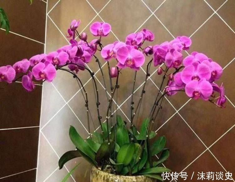 二乔牡丹|4种花开花吉祥又喜庆，花朵漂亮，家里养一盆四季有花赏