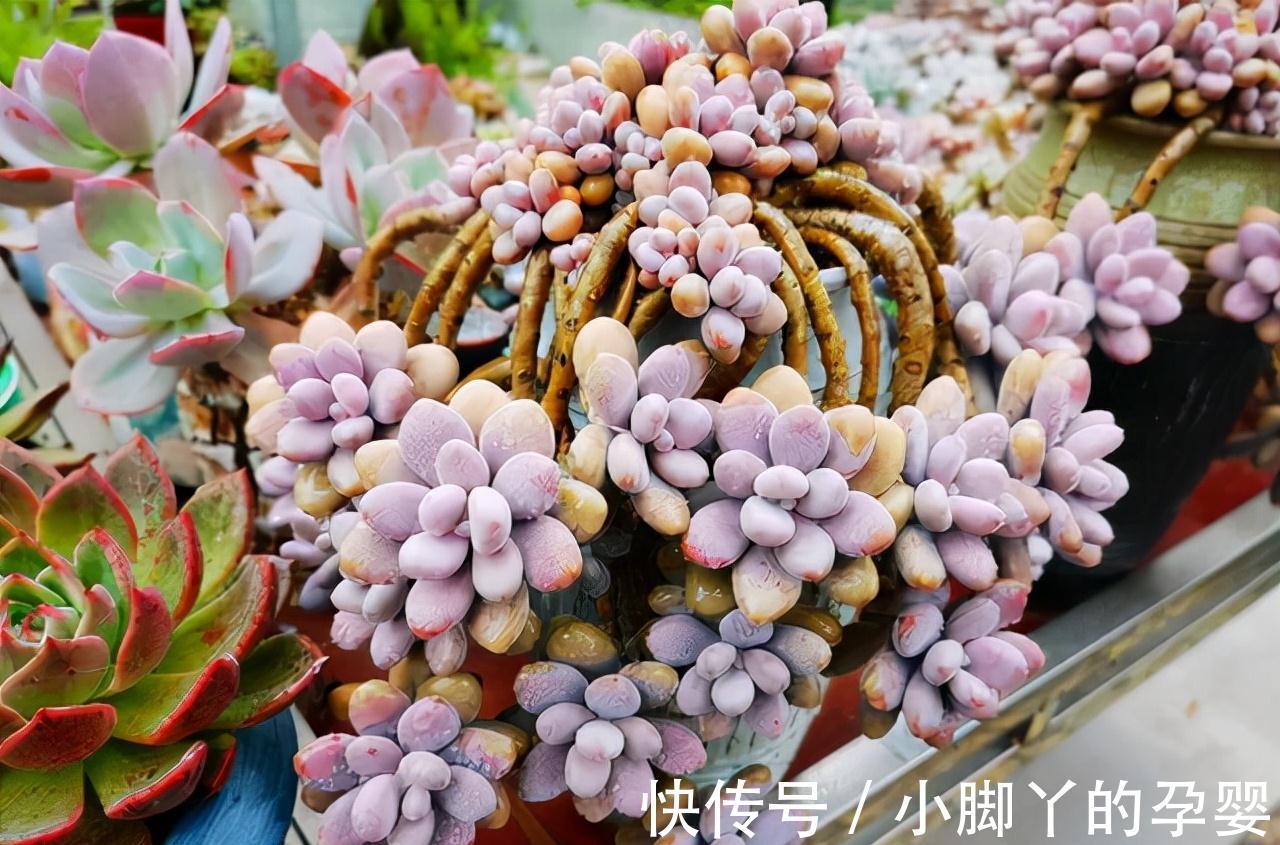 分享容易养成“老桩”的4种普货,初冬的肉肉又美又有韵味,爱了