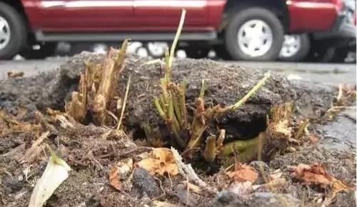 英国专家纳闷:这种植物我们花几十亿治理,为何中国却拿来赚钱?