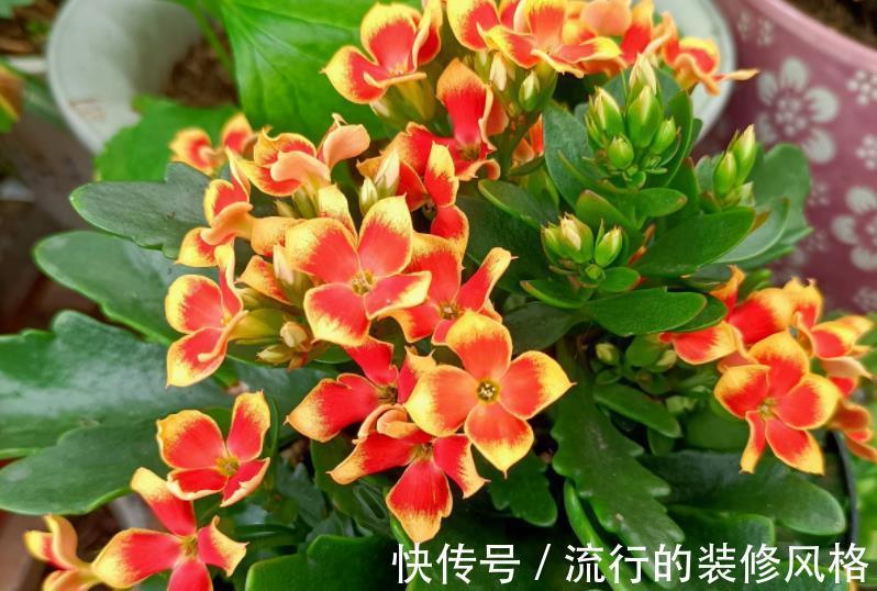 水溶肥|天热养长寿花，盆栽慎重这4点，不黑腐不化水，9月呼呼开花