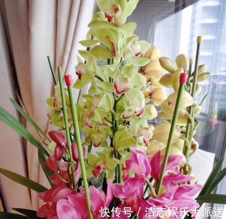 富贵籽|家里要养“3种花”,开花吉祥又喜庆,时来运转,越过越富裕有钱