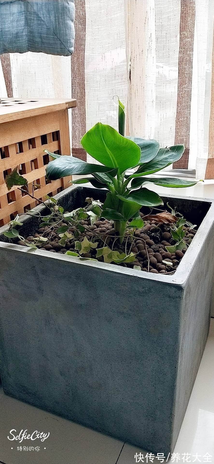 香蕉皮秒变“优质花肥”，老一辈传下来的老办法，花吃了“疯长”