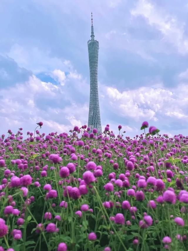 向日葵|好火！10000m金黄色花海！错过又要等！