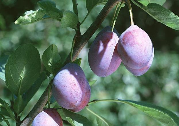 营养|聪明的人爱吃3种食物,营养丰富、防止变老,身体棒棒哒!