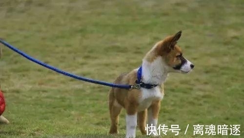 宠物|孩子头上长猫藓怎么办?