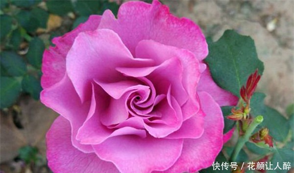 “珍品月季”红舞裙,美艳多娇,四季丰花勤开,非常值得拥有