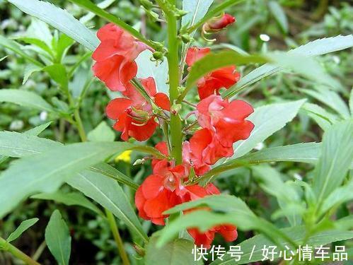 解毒|凤仙花的功效与作用