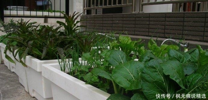 “大阳台房”鸡肋？才不会，看我老婆种的花草、蔬菜，邻居都吃腻