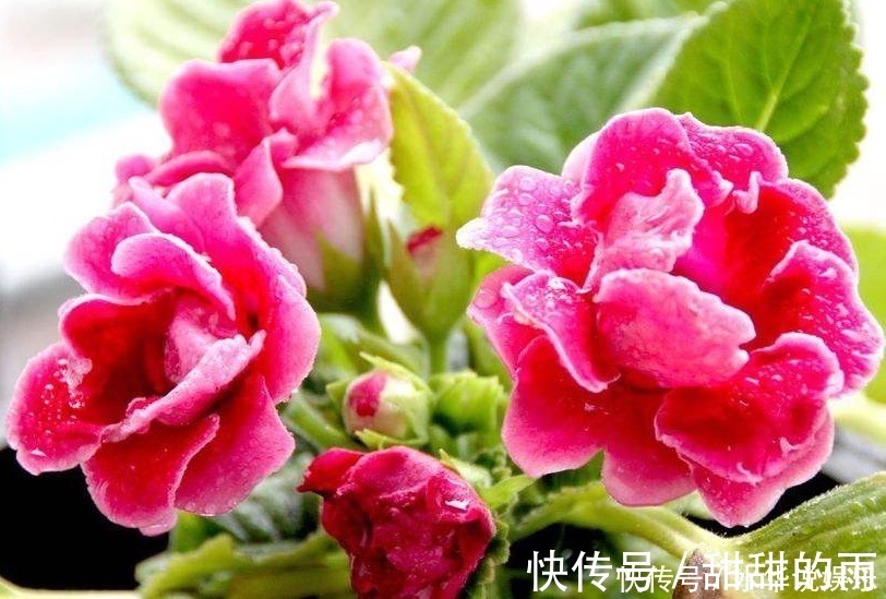 寓意|此花花大色艳，花姿妖娆仿佛是从画中而来，寓意为华美与欲望