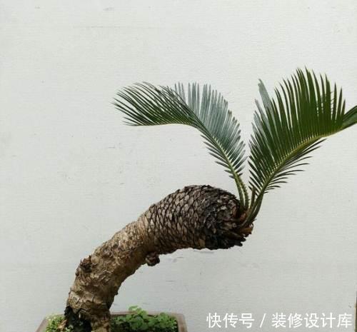 值钱|6种漂亮花,不仅外形美,还越养越值钱,富贵人家都爱养!