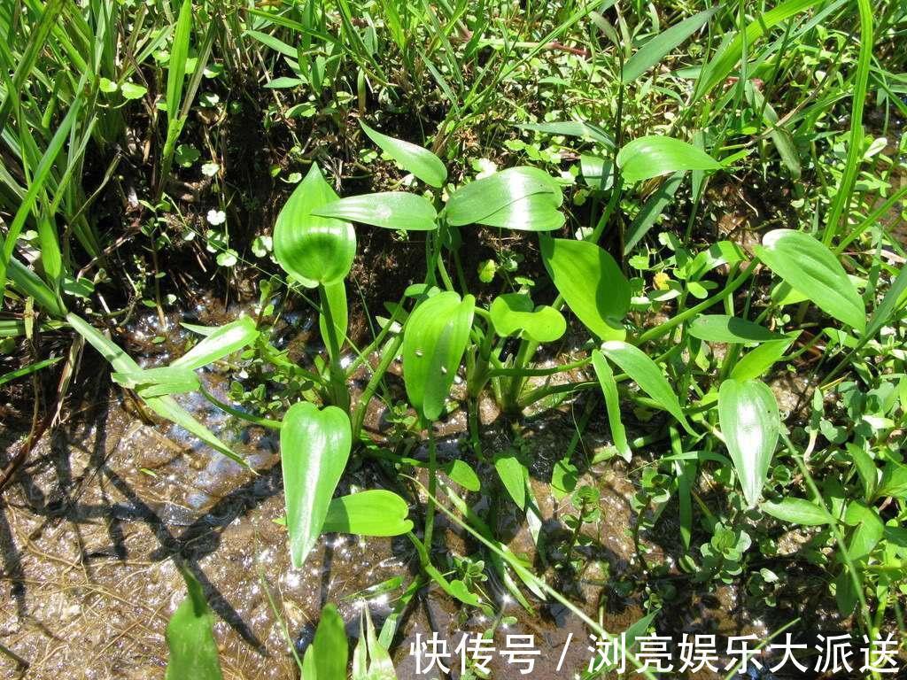 水田|水田边的一种“竹叶”，过去常用来喂猪，营养好，如今成稀罕野菜