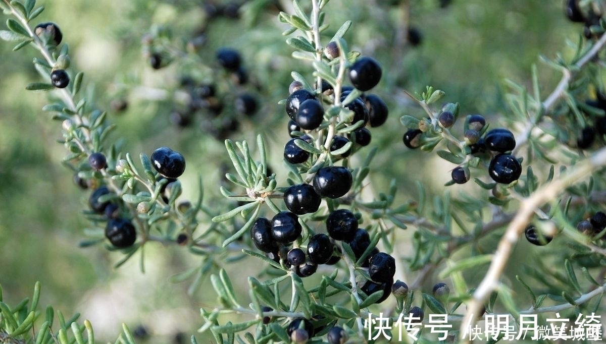 百合|红色信号！女人若有5个异常，或在暗示你：雌激素快要“枯竭”了