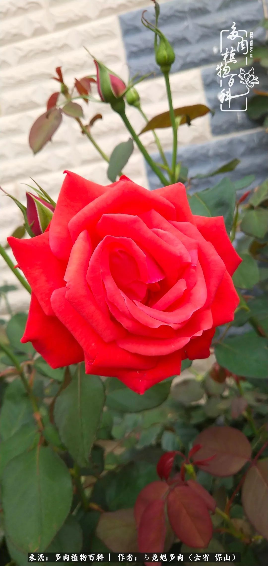 叶片|美了，美了！当秋天的风吹向你我的多肉！