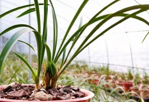 冬日养兰花,做好这些,花香似香水,却比它更安全持久