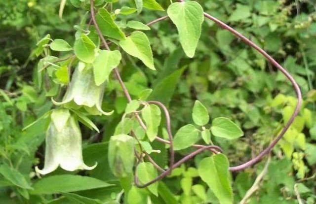 人参|气血两虚,人参又太贵怎么办这味中药可以救急!