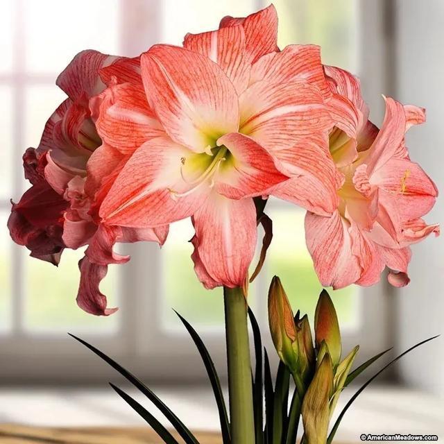 朱顶红美起来，就没其他花什么事儿，27个品种一个赛一个的美