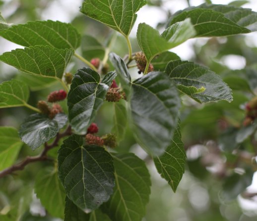 脚上长满痛风石,痛不欲生,医生说5种植物泡水喝完就能好了