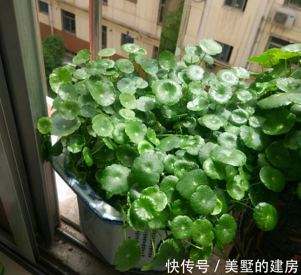 农历九月十八霜降后,养什么花?家里养3种花,幸福相随不离不弃