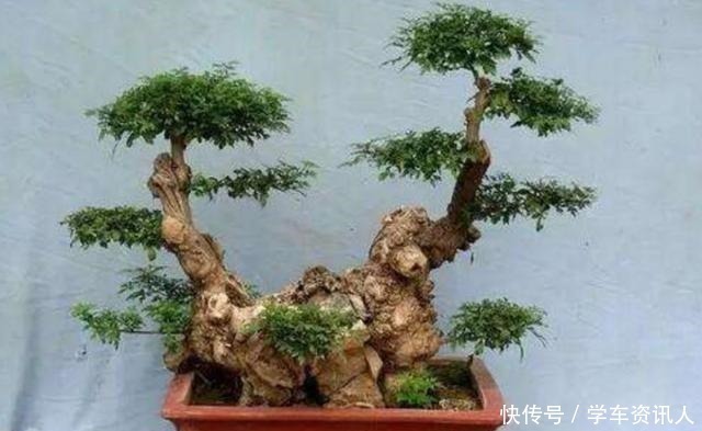盆景|野外3种树不起眼,栽到花盆做盆景,漂亮又美观,越养越值钱!