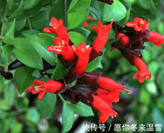 此花花朵宛如口红一般,别具一番雅趣,寓意着花美一时你美一世