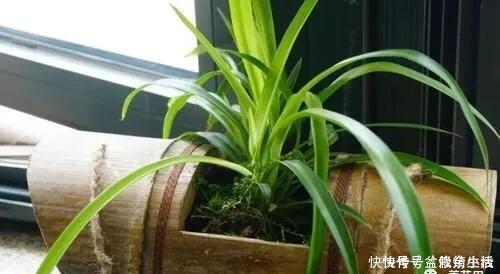 旧物|家中旧物拿来养花,1个花盆也不用买,种了满屋的花,漂亮实用