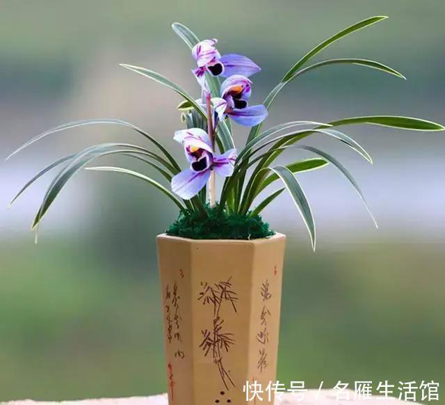 此兰是兰中的绝品，花色难得可贵，花香沁人心脾，无人不爱