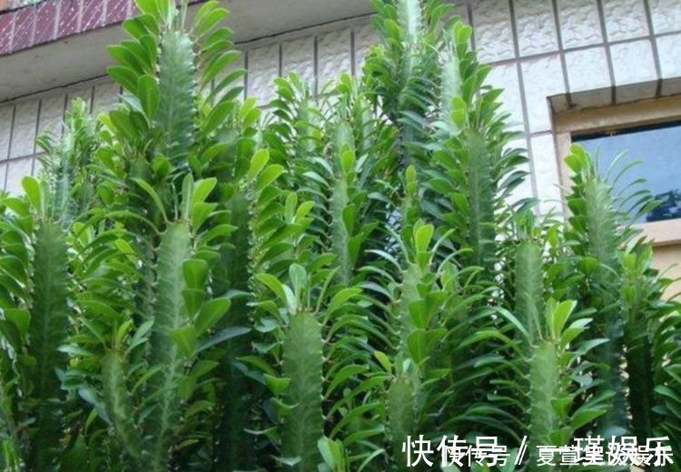 4种“旺财花”,家里养一盆,室内甲醛没了,生活更舒适!