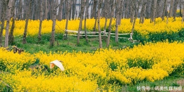 百万亩油菜花在这里开得正艳，这座小城正在打开秦岭南麓的春天