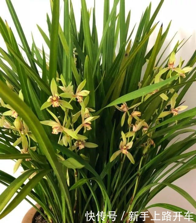 8种花换盆,换好了生一堆,换错立马死!8种花换盆,换好了生一堆,换错立马死!