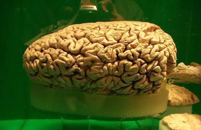 鲸鱼可以下潜数千米,为何钢铁打造的潜艇反而容易被海水压扁?