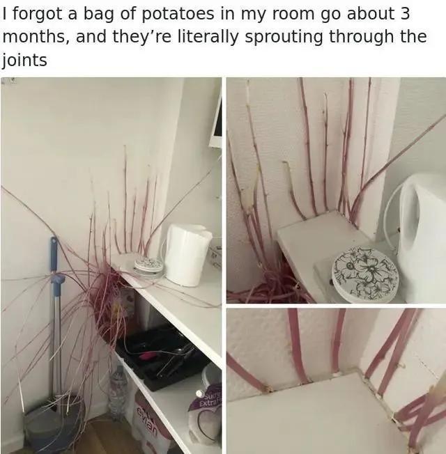 生物|土豆发芽有多恐怖!26张照片告诉你,它才是这个星球最神奇生物
