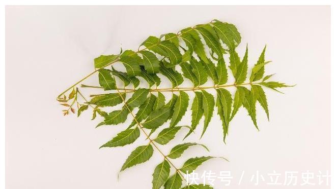 現象|堅持用艾葉來洗頭，緩解脫發，睡眠也慢慢變好了